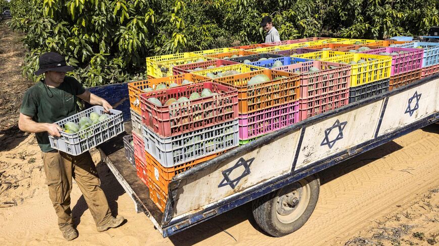 Israeli volunteers pack crates of mangoes.